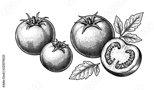 Vintage engraved tomato vector illustration with whole and sliced tomatoes and leaves