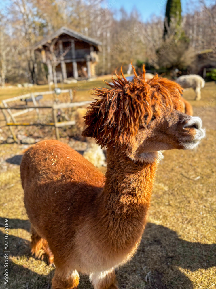 Obraz premium brown alpaca standing in a sunny farm field