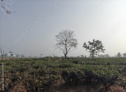 Lush landscape of tea garden in Dooars Jalpaiguri