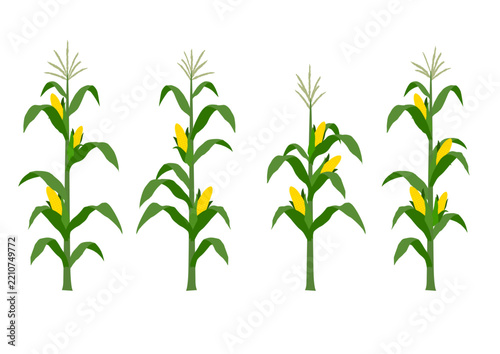 Corn Stalk Flat Vector Illustration for Agriculture Design