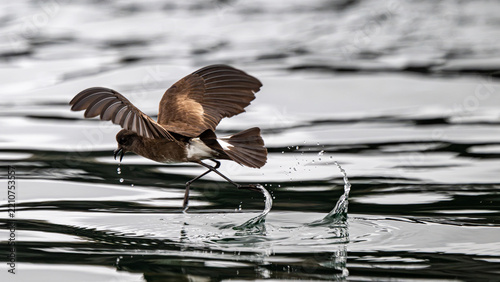 bird running on the water