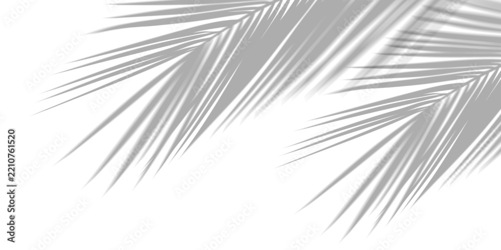 Obraz premium Realistic tropical palm leaves shadow overlay effect on PNG transparent background. Black and white coconut leaf blur monochrome shadow summer decorative design element. Vector illustration.