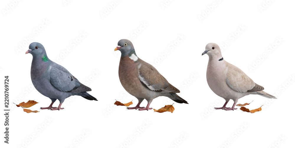 Fototapeta premium Three pigeons standing among autumn leaves isolated on transparent background