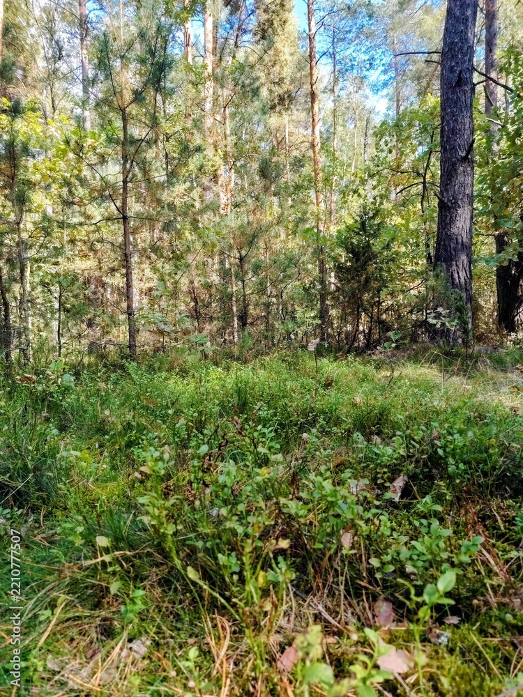 Fototapeta premium Blueberry bushes growing on a sunny pine forest floor