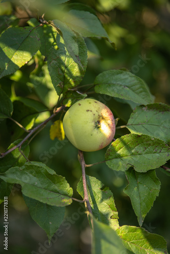 Apple on tree branch in garden during daylight hours