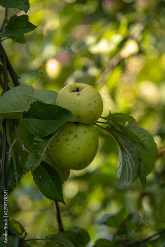 Green apples growing on a tree branch with leaves in a garden