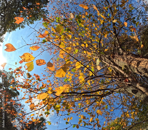 autumn tree in the park