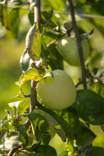 Green apple growing on a tree branch in an orchard during daytime