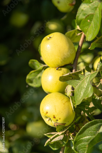 Green apples growing on a tree in a sunny orchard during summer