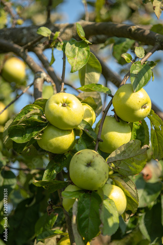 Green apples growing on a tree in a sunny orchard during summer