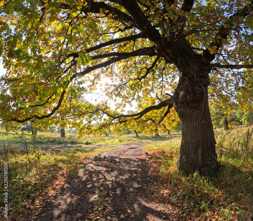 autumn in the park
