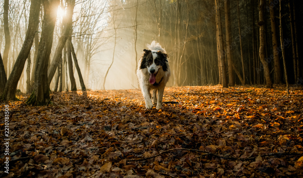 Obraz premium happy white dog playing in foggy forest in late autumn