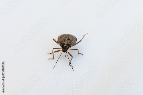Stink bug standing on white surface
