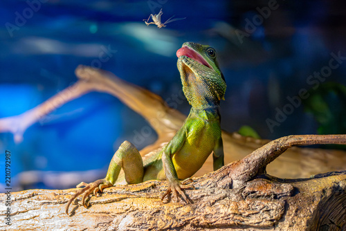 Green lizard resting on a rock against a blue background