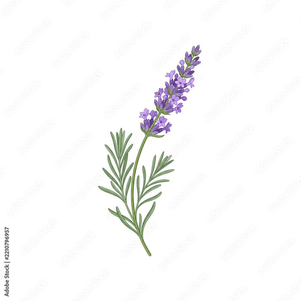Obraz premium Single sprig of purple lavender flower isolated on a transparent
