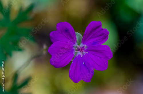 Geranium sanguineum, conocido comúnmente como geranio sanguíneo, es una especie de planta herbácea perenne, resistente y con flores, perteneciente a la familia de los geranios