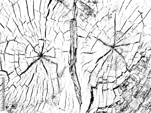 Split tree trunk section with central fracture and radiating growth rings