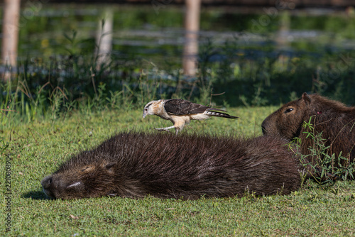 Yellow-Headed Caracara Searching for Ticks on Capybara