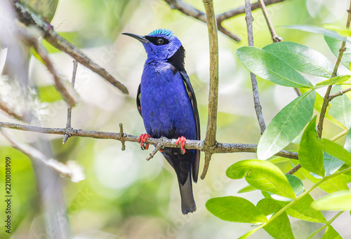 Red-Legged Honeycreeper Perched in Tropical Forest