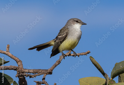 Suiriri Flycatcher Perched on Branch Against Blue Sky