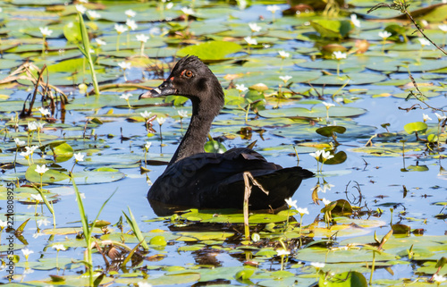 Wild duck Among Aquatic Plants