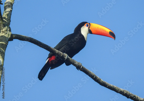Toco Toucan Perched on Tree Branch Against Blue Sky