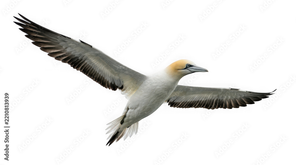 Fototapeta premium Northern gannet bird in flight isolated on transparent background