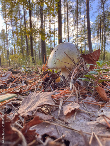 Close up of a poisonous inedible wild mushroom growing on the forest floor among dry leaves, pine needles and natural vegetation, with a sunlit woodland background.
