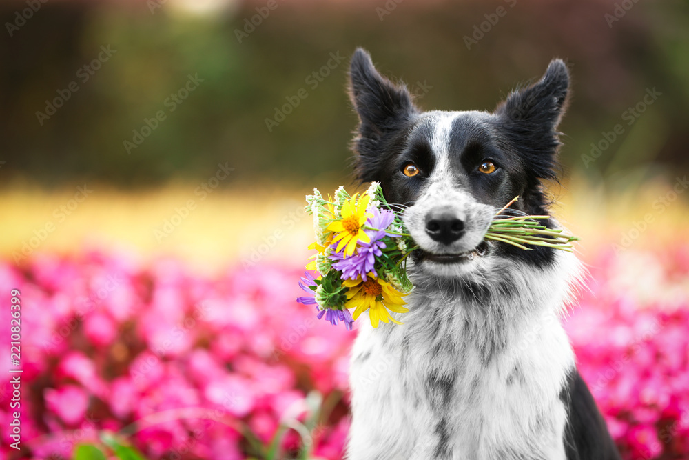 Obraz premium Cute Border Collie dog with flowers in park. Space for text