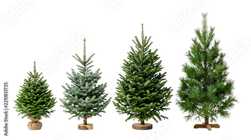 Four varying sizes of green coniferous christmas trees as isolated object