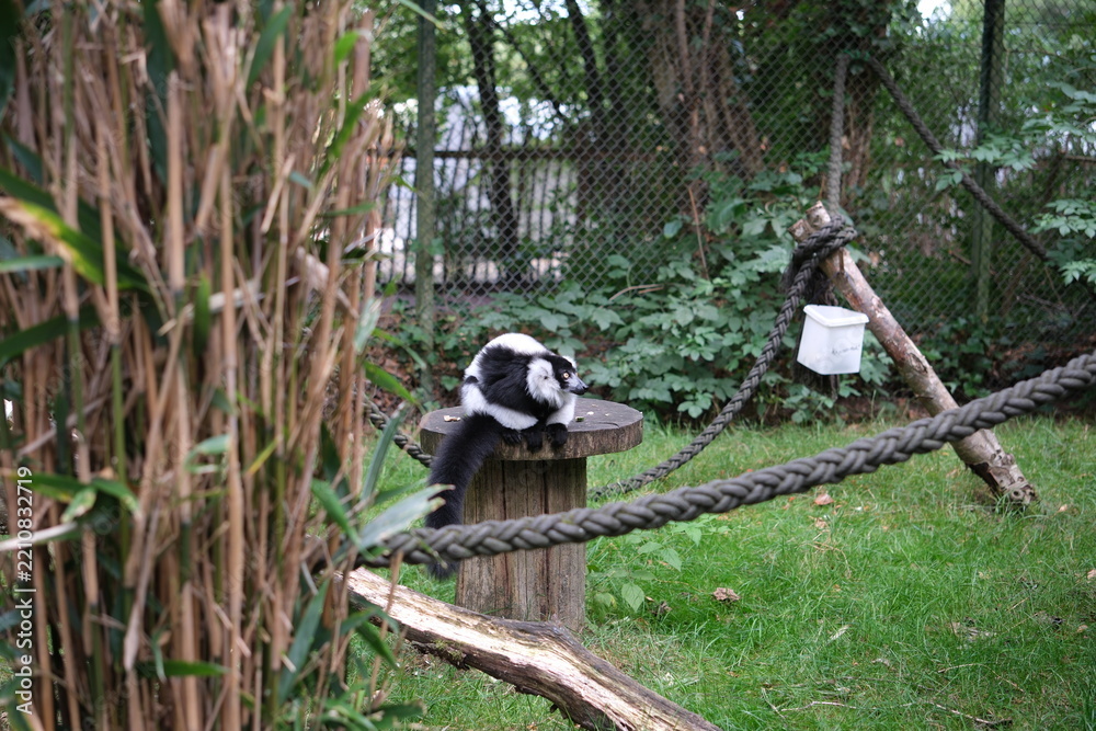 Fototapeta premium Black and white ruffed lemur sitting on a wooden