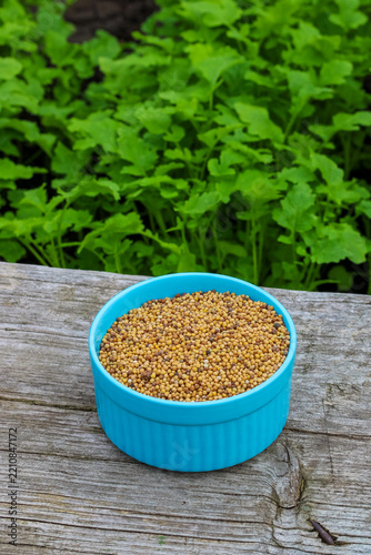 Mustard seeds and growing mustard in garden, green manure and soil improvement concept