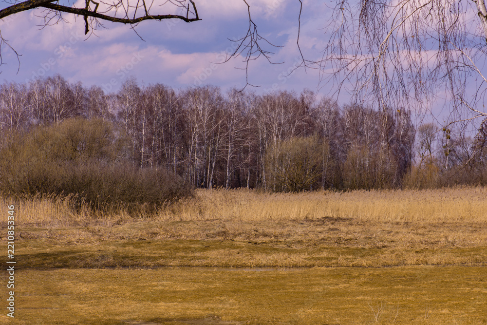 Obraz premium Birch grove features white trunks standing on dry meadow. Bare branches reach upward against soft background clouds.