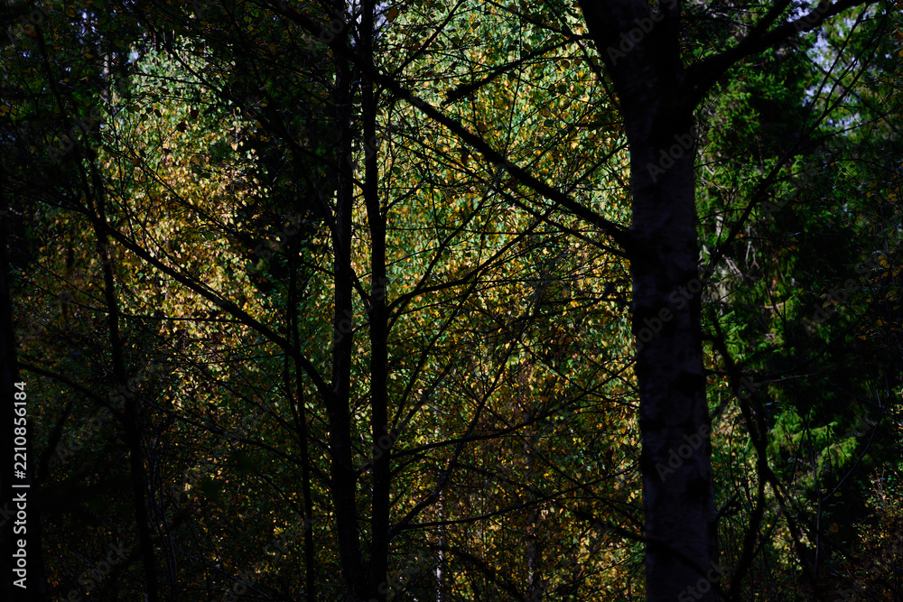 Obraz premium Sunlit Autumn Leaves Illuminated Through Dark Silhouetted Nordic Forest Trees