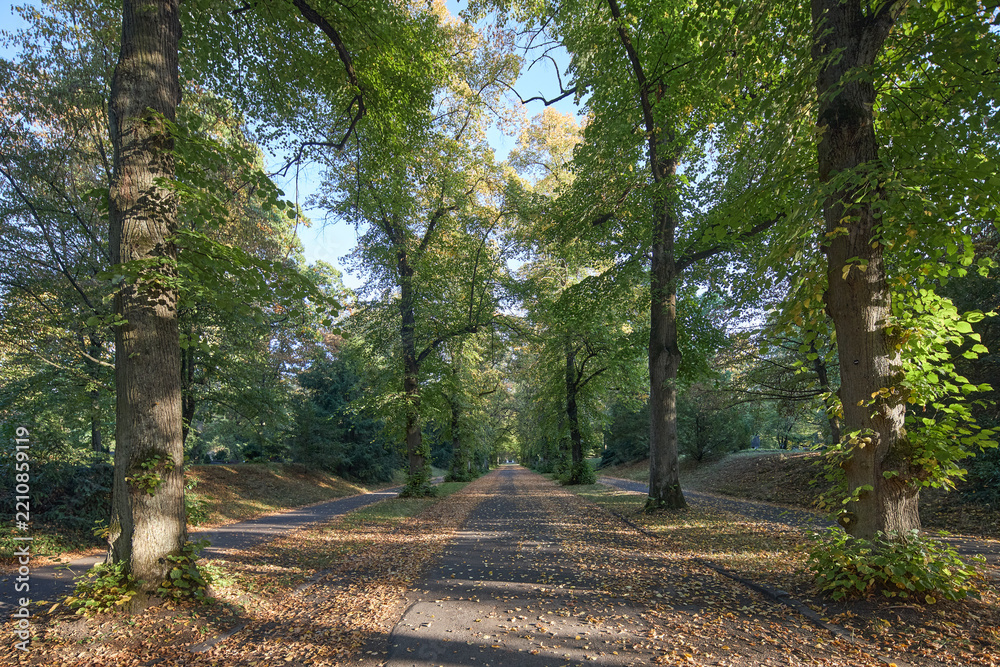 Obraz premium A serene path through a lush forest park during the golden light of a crisp autumn afternoon