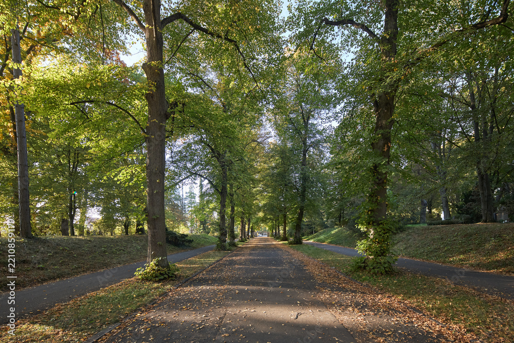Obraz premium A peaceful tree lined path through a park during the golden light of a sunny autumn afternoon