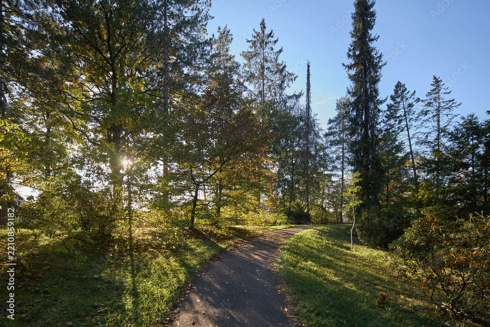 Obraz premium A peaceful walking path winds through a lush forest park during a bright and sunny autumn day