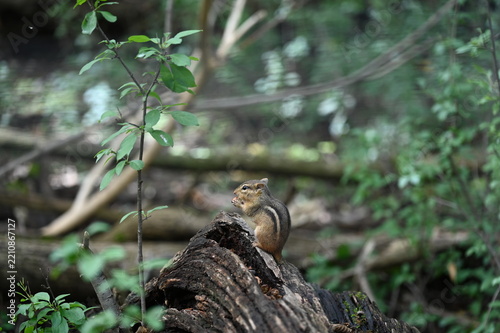 Chipmunk Sitting on Fallen Log in Green Woodland