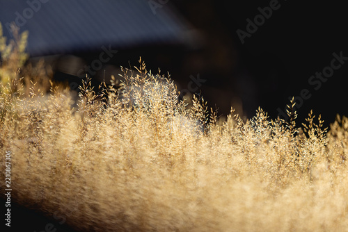 Golden Autumn Grass Backlit by Warm Sunlight Against Dark Background, Glowing Meadow Grass in Fall Nature Close-Up