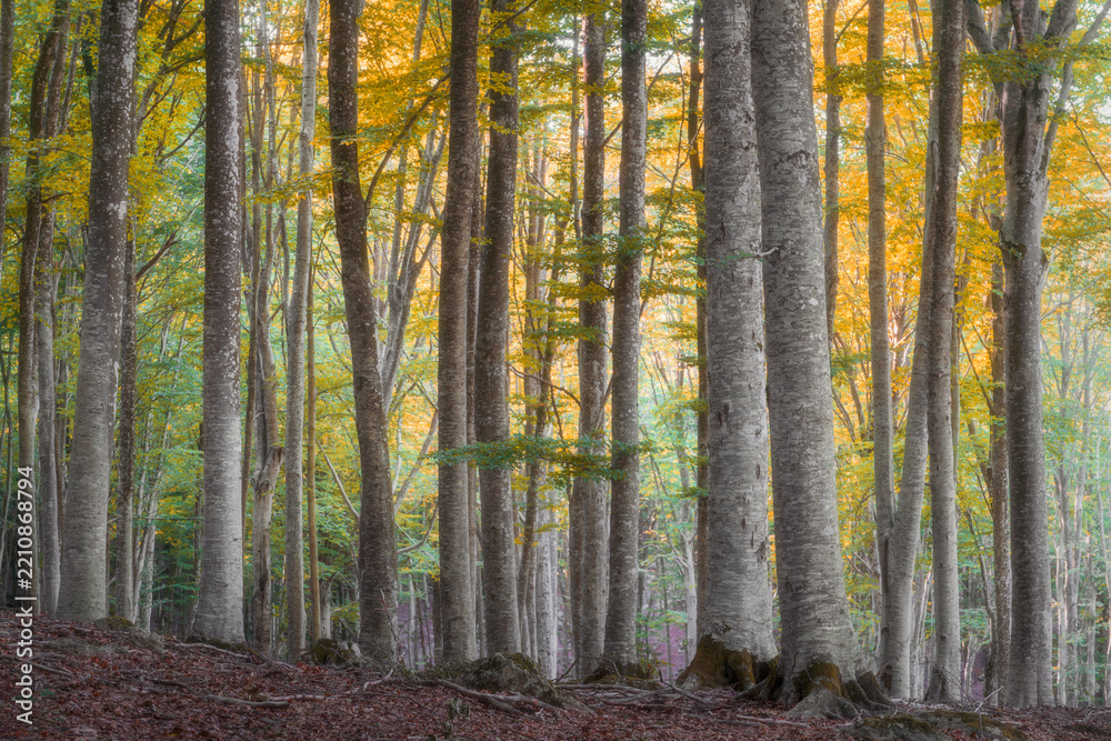 Obraz premium Beech Forest in Autumn, Monte Amiata, Abbadia San Salvatore