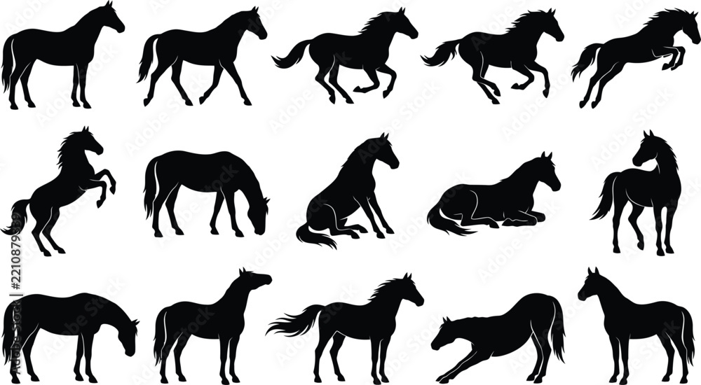 Fototapeta premium Set of fifteen black horse silhouettes showing different animal behaviors like walking, jumping, sitting, and grazing on white background