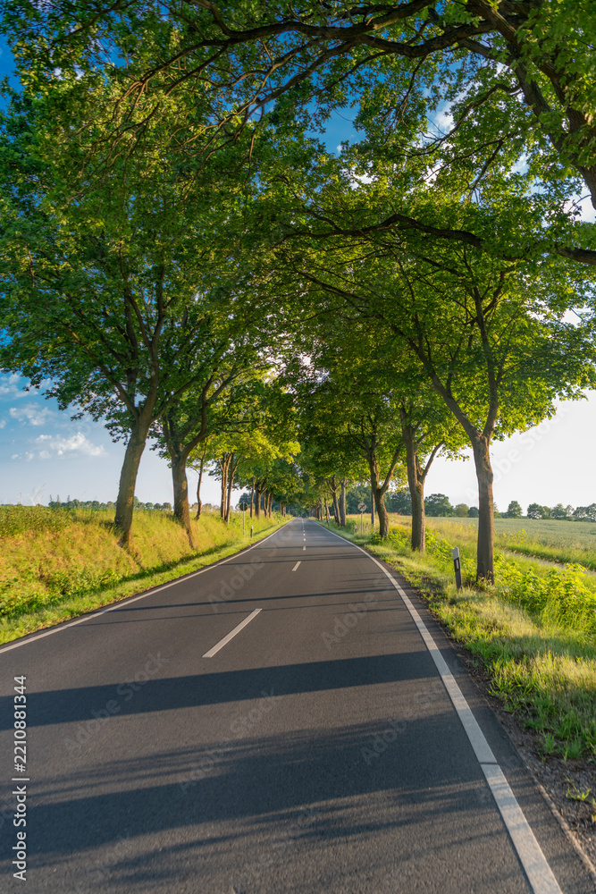Obraz premium Scenic country way and spring nature. Rural road through alley. Rural way to village in countryside. Road in countryside. Country road with trees. Country road to village