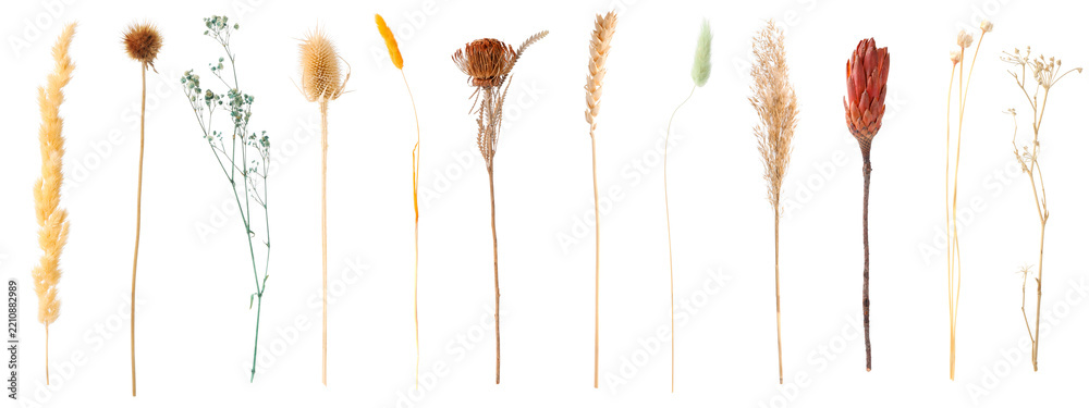 Fototapeta premium Decorative dry flowers isolated on white, set