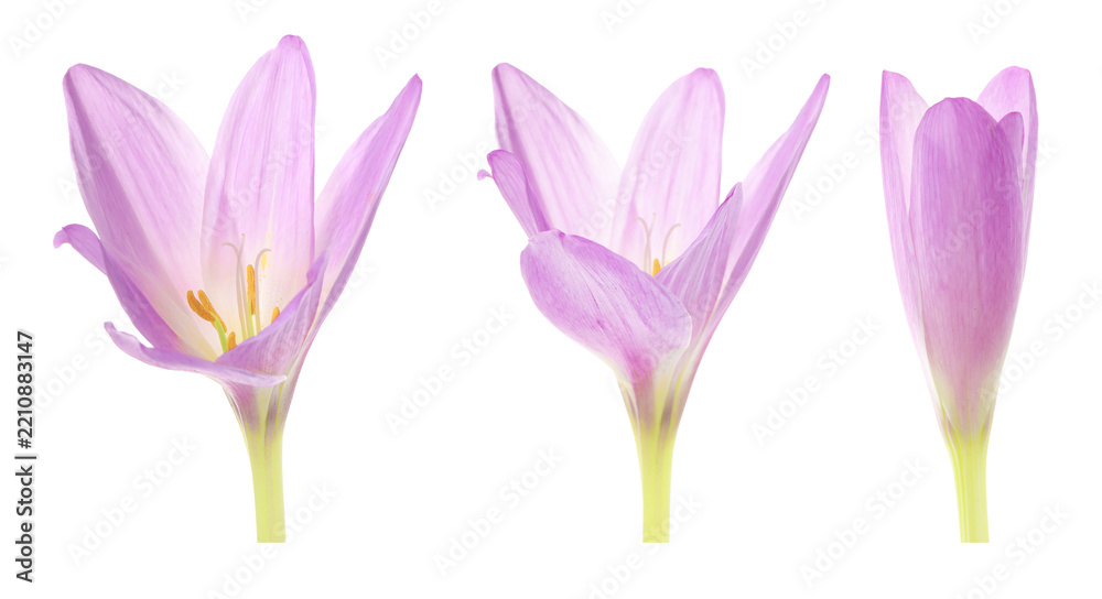 Obraz premium Beautiful crocus on white background. Collage showing flower blooming