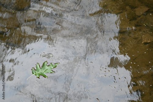 Green Oak Leaf Floating on Reflective Water Surface