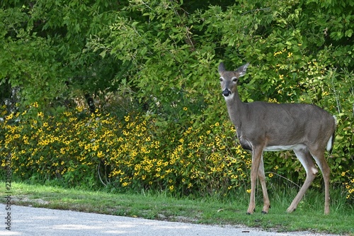 White-Tailed Deer Standing Beside Wildflowers at Woodland Edge