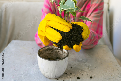 Close-up view of person wearing bright yellow rubber gloves holding small variegated ficus plant with soil root ball, transferring it into white ceramic flower pot on grey table