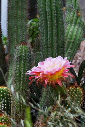 Pink Cactus in Bloom. Chicago Botanic Gardens