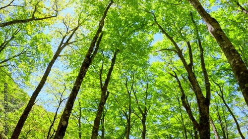 青空を見上げる新緑の木々と木漏れ日輝く美しい森林風景