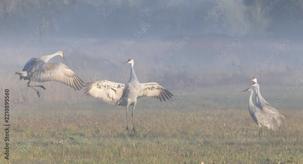 Obraz premium Sandhill Cranes Landing in a Misty Meadow